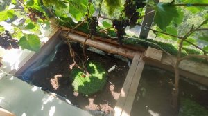 Виноград на балконе. Инструкция.Что, как и зачем.