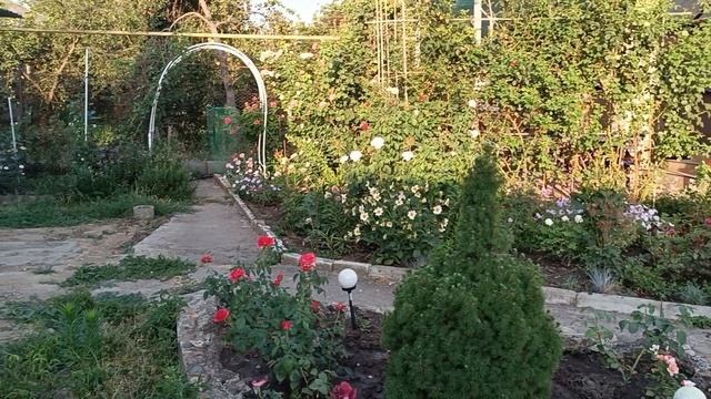 27.07.25. Трипсы на розах. Пирожки с капустой. смотреть онлайн