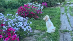 КАБАЧКИ сушу/ СТЕНЫ ШТУКАТУРЮ. ЧЕСНОК 🧄 выкопала. Прошу совета.