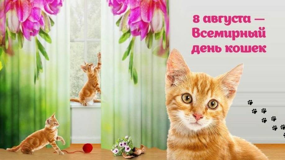 8 августа Всемирный День кошек смотреть онлайн