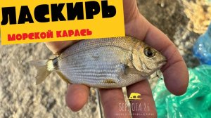 Рыбалка в Гаграх ))