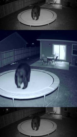 Медведь слишком тяжелый?