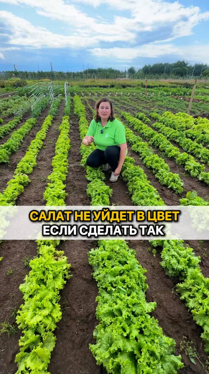 Салат не уйдет в цвет, если сделать так!