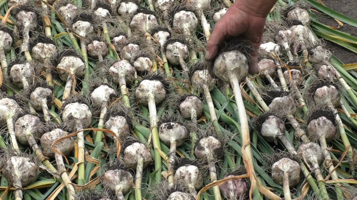 Июль,сенокос,огород,МТ-110 доработка.2025г.