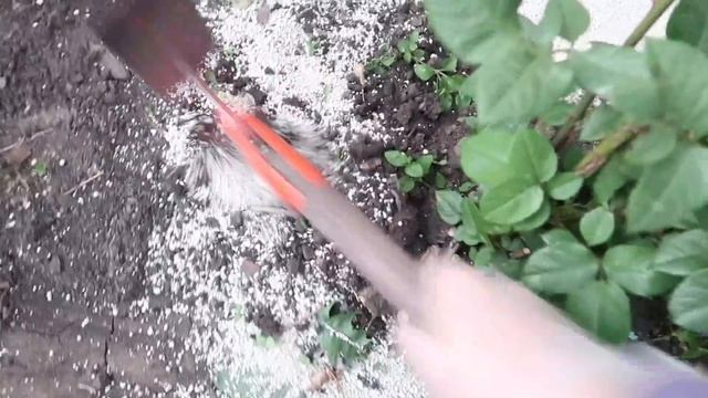 #ВЛОГ ОН ПРИШЁЛ ПОПРОЩАТЬСЯ! Последние работы в палисаднике. Цеофлора. Улучшитель грунта смотреть онлайн