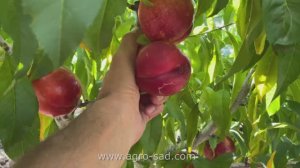 Эрли Девил - ранний (4 июля) нектарин на Кубани 2025