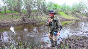 НАШЛИ РУЧЕЙ ГДЕ ЕСТЬ РЫБА / ЛОВИМ ЩУКУ И ОКУНЯ НА СПИННИНГ / РЫБАЛКА НА СЕВЕРЕ РЕСПУБЛИКИ КОМИ.