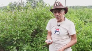 Как правильно собирать и хранить голубику