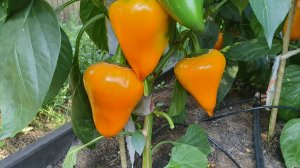 СЛАДКИЕ И ОСТРЫЕ ПЕРЦЫ В ОГ 27 ИЮЛЯ 2025.