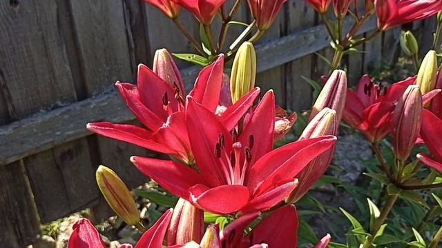 Царство лилий в моём цветнике, в июле.