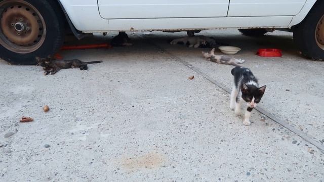 #ВЛОГ ЖДЕМ ГОСТЕЙ!Дистанционное увольнение.Кошкин дом.Разбили огород на подоконнике.Переезд в Анапу. смотреть онлайн