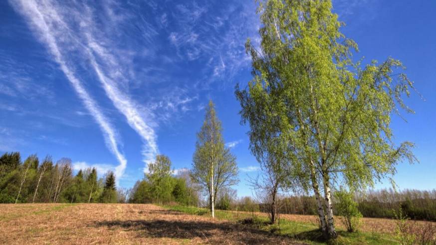 Берёза! Русская берёза! смотреть онлайн
