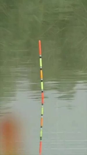 Зачетный Карась 🎣