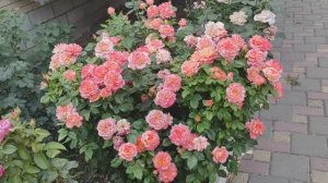 Розы-цветуньи в пекло. Ошибки розовода.