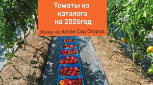 27 июля Томаты в открытом грунте