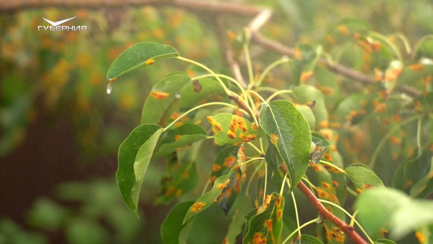 Обрабатываем груши от болезней и вредителей. Дачные сезоны