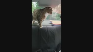 Забавные животные! Ох уж этот котик, запрыгнул в открытое окно автомобиля и не хочет выходить!