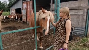 Любимые лошадки)