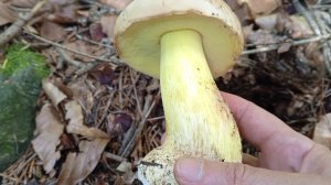 В Архыз за грибами. Боровики, рыжики, сатанинский гриб