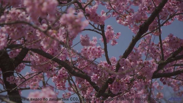 Трек из этого видео - как дыхание планеты, почувствуй его в себе - Chainlink Melody -- Podington Bea