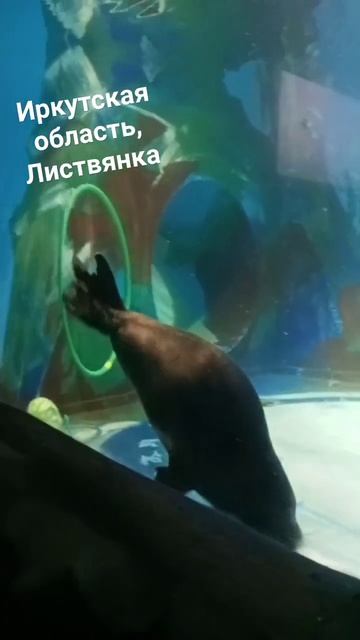 байкальские нерпочки ❤️ смотреть онлайн