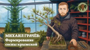 Михаил Грачёв: Первичное формирование сосны Крымской