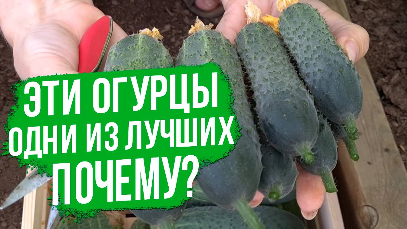 Почему этот гибрид огурца так популярен и хорош?