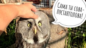 Совы Лютик и Одуванчик закончили принимать лекарства. Неясыть Кофи удивляется. Филин Ёль на пенёчке