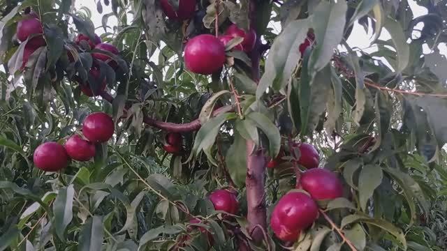 нектарин Биг Топ (Big Top)