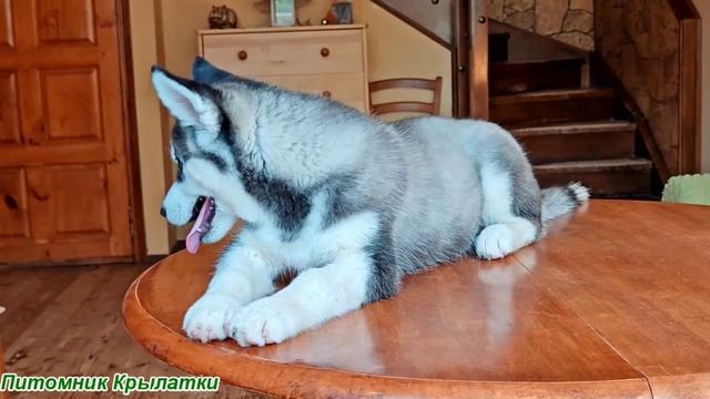 Предлагаем девочку щенка хаски, черно-белую, родилась 8 мая 2025 года