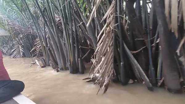 Путешествие по джунглям в дельте Миконга, Вьетнам