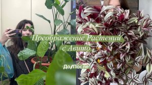 Озеленение за 400 рублей | Переделка Растений с Авито