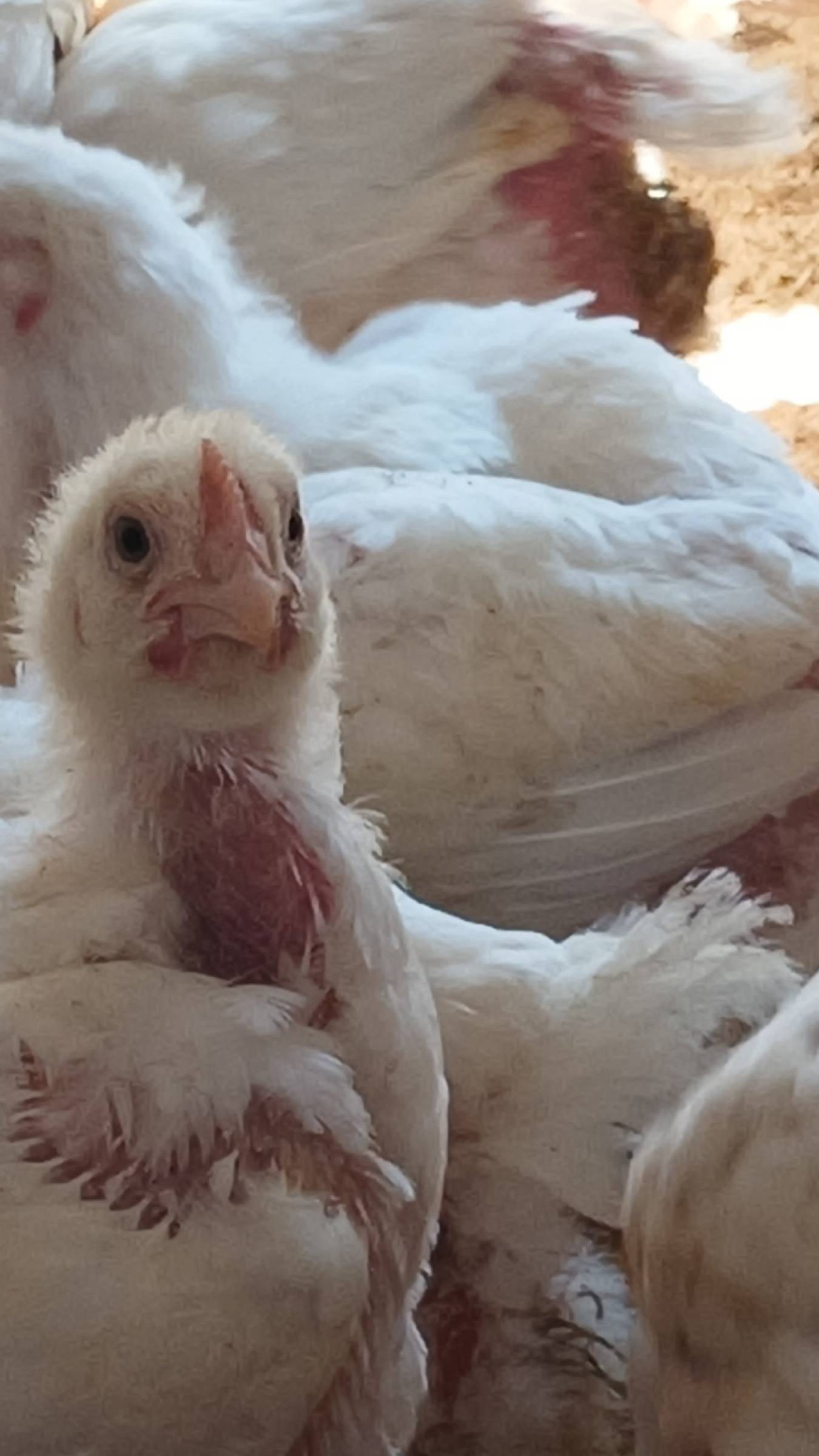 Не корм, а РАКЕТА! Как бройлер набирает за 14 дней. смотреть онлайн