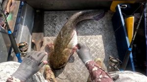 Нужно ли отпускать сомов!