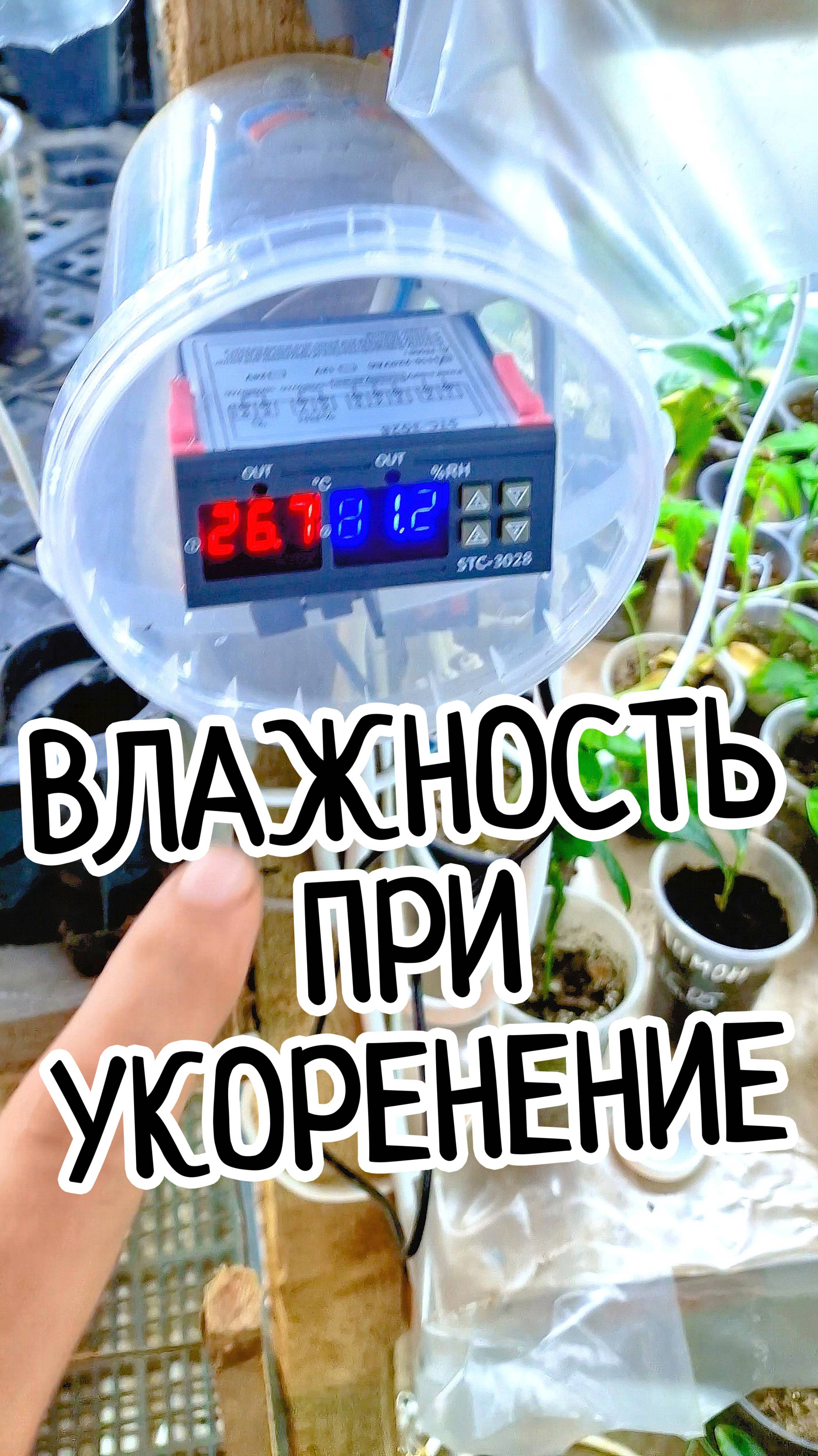 Условия для мгновенного укоренения лимона! 🍋🌿