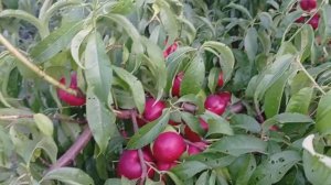 нектарин Сильвер Рома