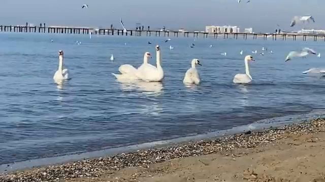 #ВЛОГ В АНАПУ! Меняю цвет волос! Бьютидень.Море в декабре. Переезд на юг смотреть онлайн