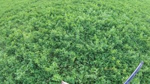 охота на фазана