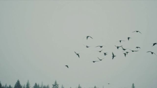 Тайга. смотреть онлайн