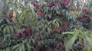 персик Роял Глори (Royal Glory)