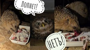 Почему я не показываю сычика Пунька? Где сыч Лучик? Познакомилась с ёжиком лично на крыльце совешни