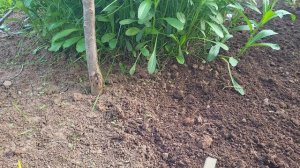 Сею многолетние цветы прямо в грунт! Какие цветы можно вырастить прямым посевом в грунт