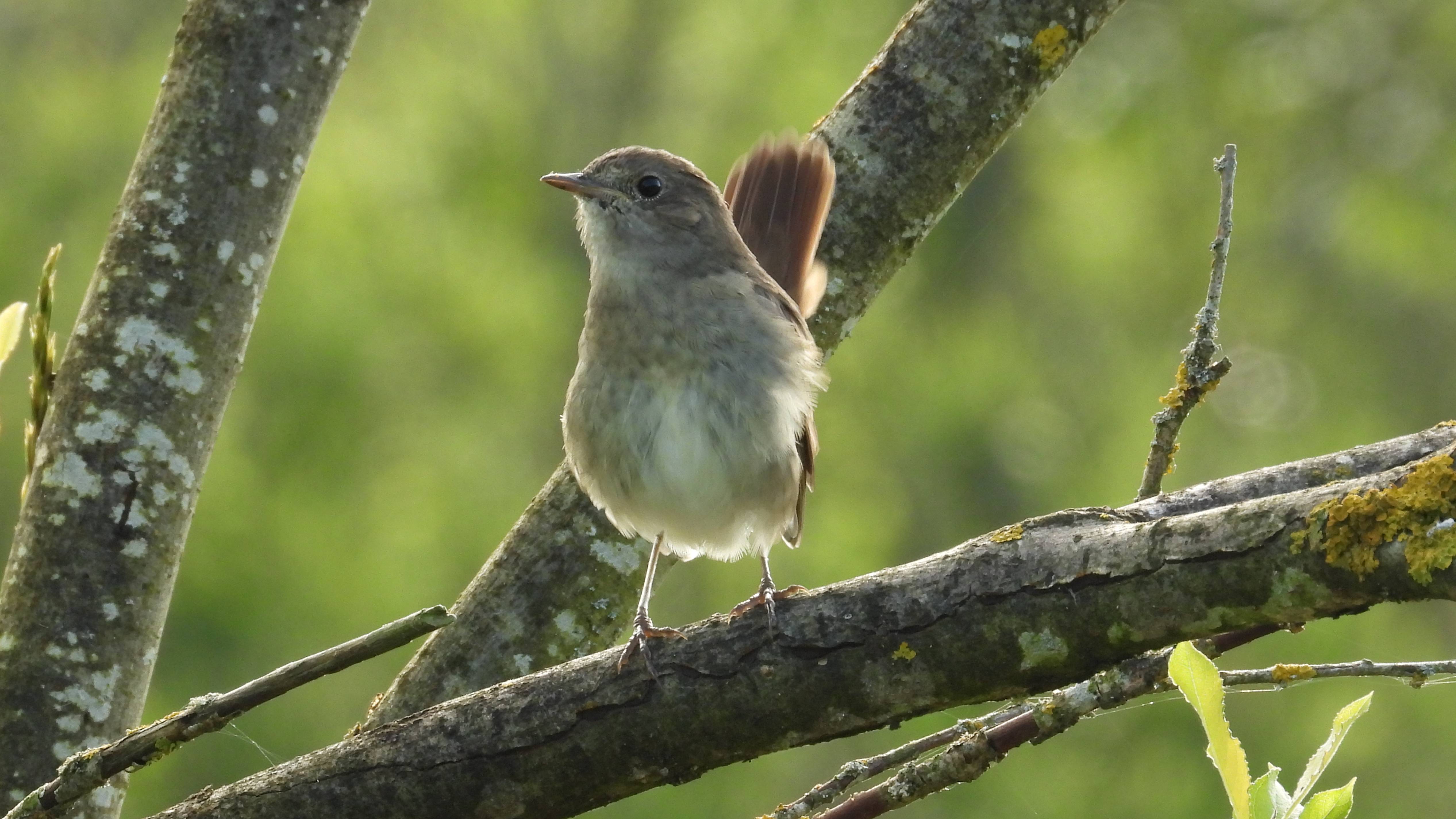Соловей, серая птичка когда не поёт, наблюдение птиц в Новгородской области, 27 июля 2025 смотреть онлайн