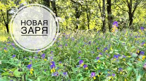 Новая заря | первые впечатления о бренде