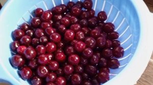 много бельчат появилось.