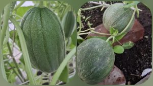 Завязались дыни. Как формировать дыни