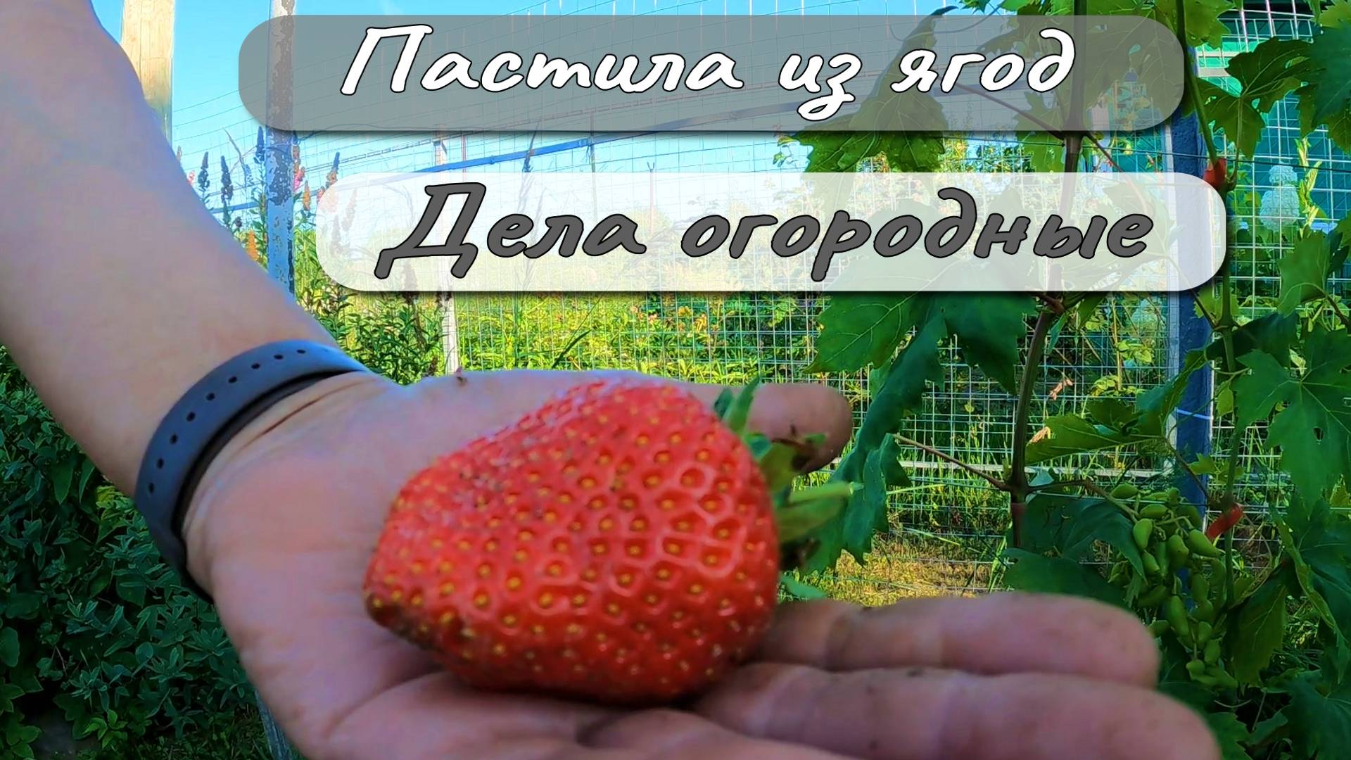 ПАСТИЛА ИЗ ЯГОД ДЕЛА ОГОРОДНЫЕ смотреть онлайн