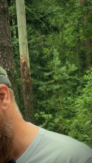 Бузина красная что за растение и какими свойствами обладает смотреть онлайн