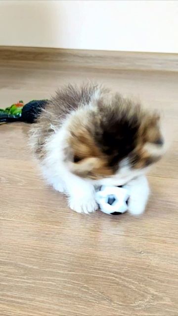 Красивый котенок играет с мячом. смотреть онлайн