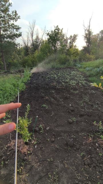 подготовка земли к высадке хвойных растений 🌱 смотреть онлайн